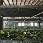 The Benefits of Kratom: A Natural Wellness Solution