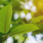 The Importance of Lab Testing in Kratom Products